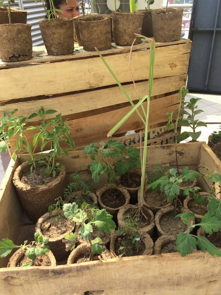 Cow Dung Flower Pots