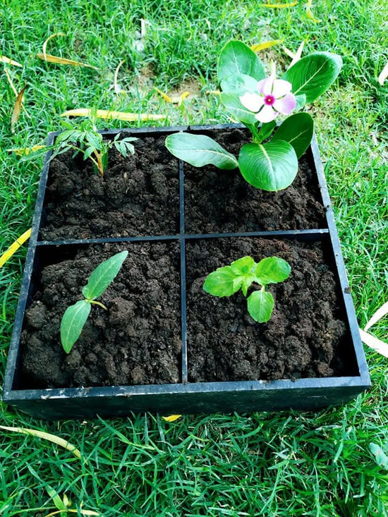 Bio-Enriched Cow Dung Manure