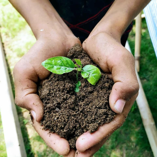 Bio-Enriched Cow Dung Manure